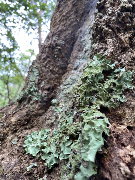 热带雨林树干上的地衣图片下载