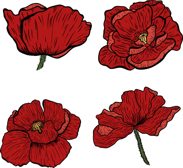 罂粟花手绘可以用于设计图片下载