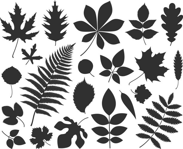 叶轮廓图片下载