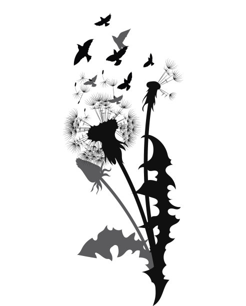 一个蒲公英的剪影与飞舞的种子黑色图片下载