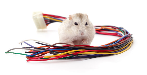 仓鼠咬着电缆。图片下载