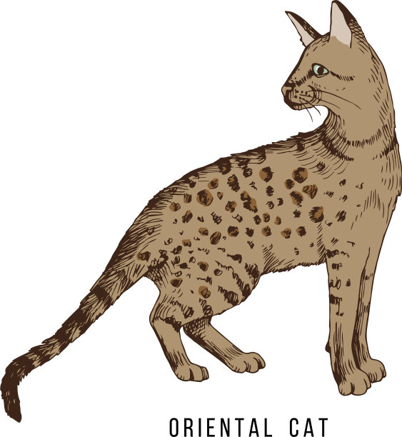 手绘orientalcat图片下载