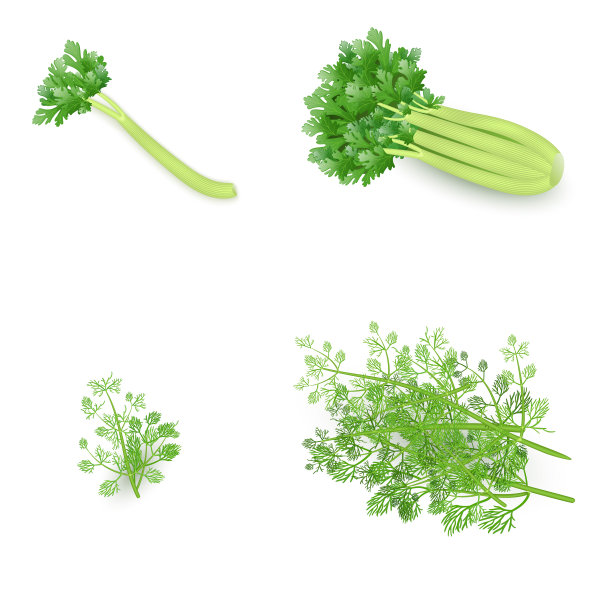 一套芹菜和莳萝在现实主义风格图片下载