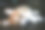 纯种威尔士柯基犬彭布罗克犬。特写图片。可爱的小狗，家庭成员。动物的背景图片下载