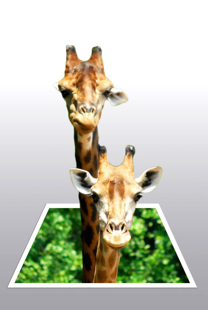 长颈鹿孤立看起来像3D弹出纸图片下载