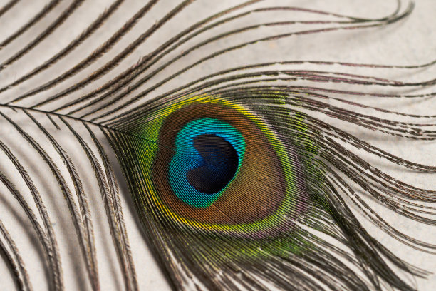 孔雀羽毛图片下载