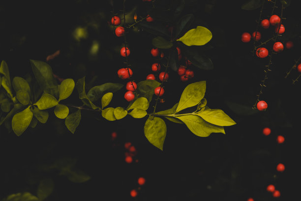 有树叶和小水果的Moody图片图片下载