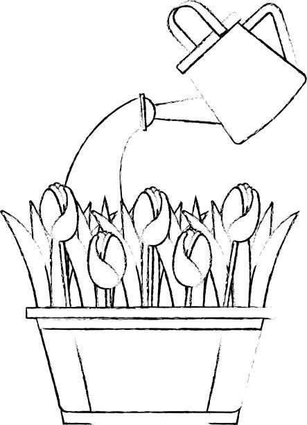 美丽的玫瑰种植在花盆与喷头图片下载