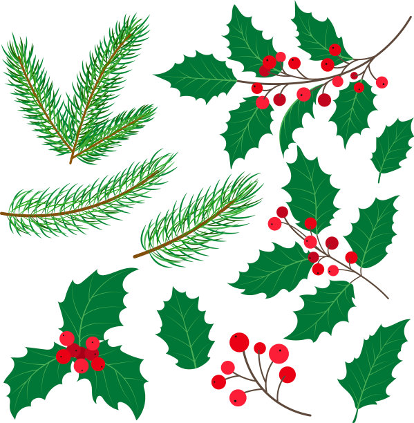 冷杉树枝、槲寄生树叶和浆果图片下载