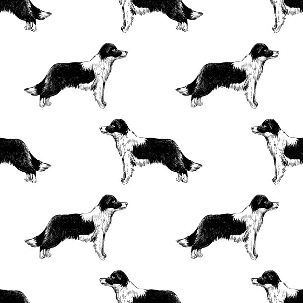 无缝模式与边境牧羊犬图片下载