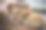 纯种威尔士柯基犬彭布罗克犬。特写图片。可爱的小狗，家庭成员。动物的背景图片下载