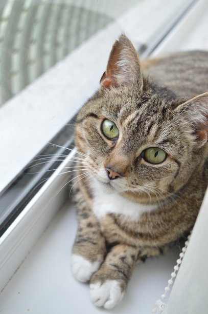 绿眼睛的虎斑猫图片下载