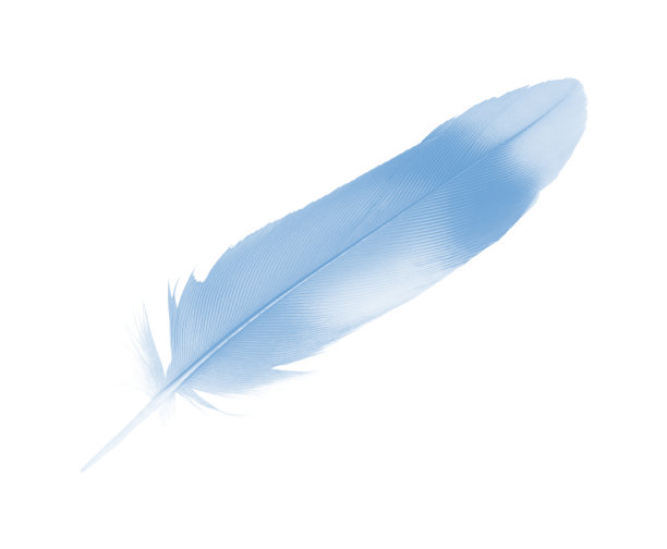 美丽的蓝色羽毛孤立在白色的背景图片下载
