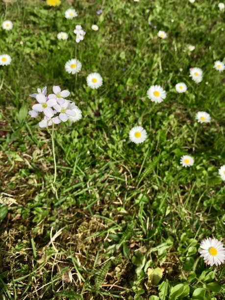 田园春景：绿草茵茵的后院与盛开的野花图片下载