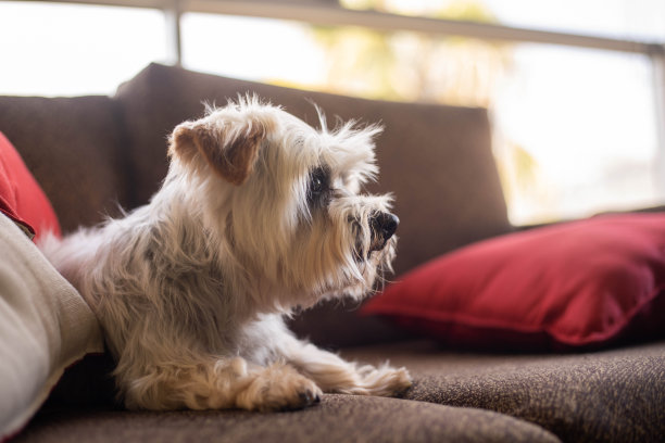 狗约克郡图片下载