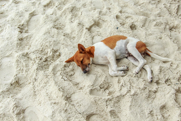 懒狗在沙滩上放松和睡觉图片下载