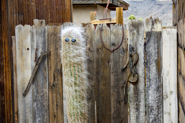 特写:在拓荒者镇，一个戴着黄色太阳镜的毛茸茸的大仙人掌的搞笑镜头图片下载