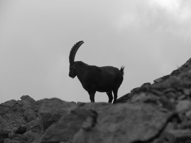 斯图拉山谷的野山羊图片下载