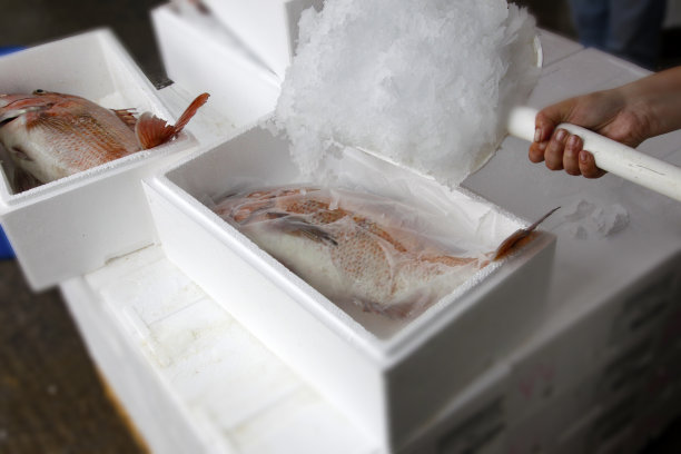 新鲜的生海鲷鱼图片下载