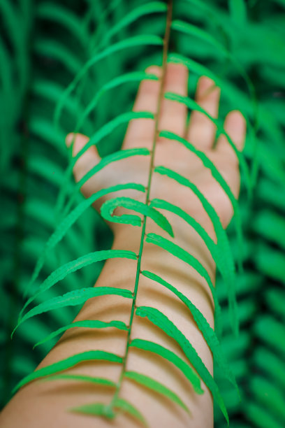 打开手掌，触摸绿色的蕨叶或森林中的绿叶。一些蕨类植物和叶子的特写照片。美丽的绿色在较深的背景。绿色小叶图案点亮。图片下载