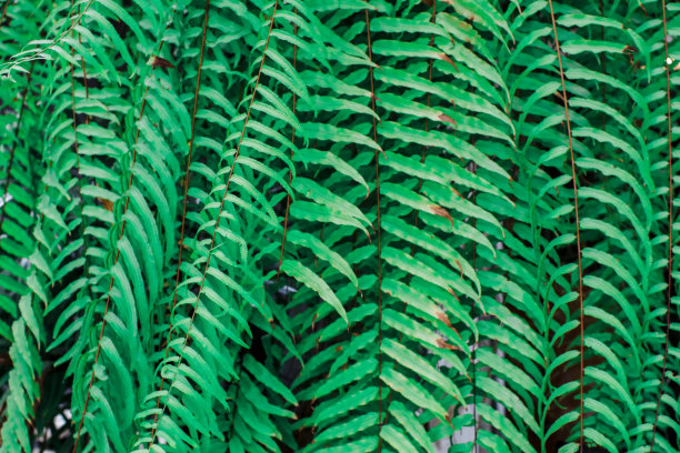 绿色的蕨叶或森林中的绿叶。一些蕨类植物和叶子的特写照片。美丽的绿色在较深的背景。绿色小叶图案点亮。自然的彩色照片。图片下载