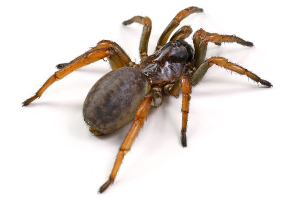 蜘蛛mygale孤立在一个白色的背景图片下载