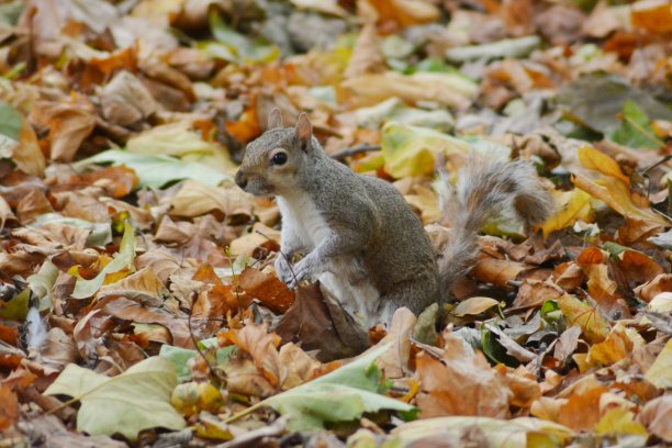 松鼠在秋天图片下载