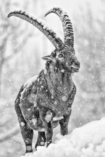 白雪森林边缘的阿尔卑斯山之王(卡普拉野山羊)图片下载