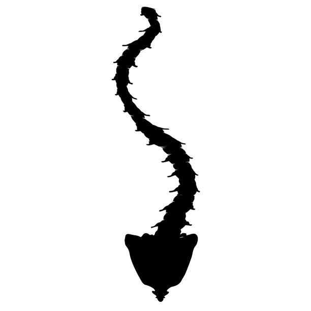 黑白轮廓图标脊柱侧凸图片下载