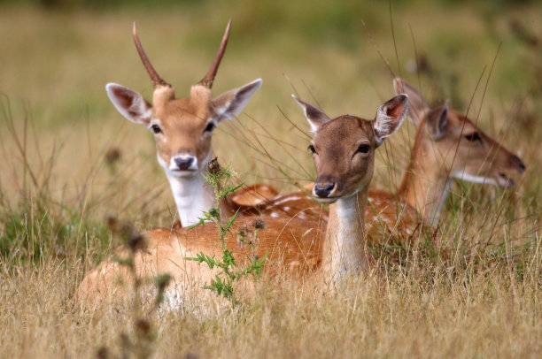 小鹿素材图片