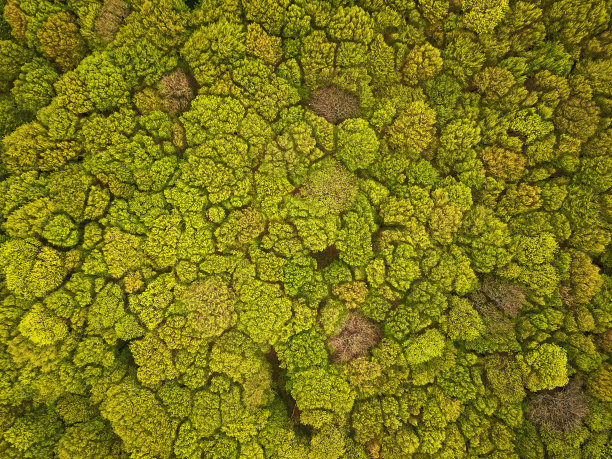 鸟瞰图春季森林。自然的绿色背景。无人机拍摄的照片图片下载