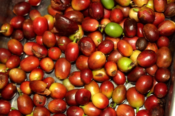 红色的咖啡豆。成熟和未成熟的浆果。有些浆果坏了，弄皱了。咖啡的收成。未经焙烧的咖啡豆。背景图片下载