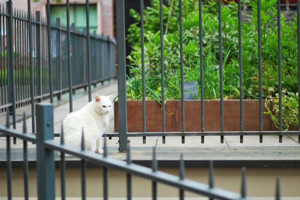 猫在城里图片下载