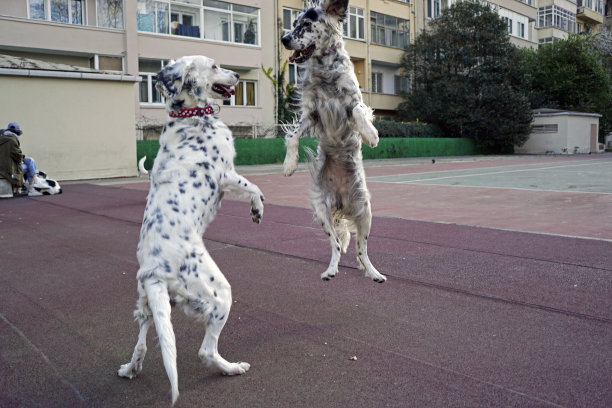 狗在公园里玩图片下载