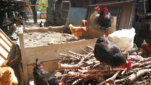 家庭堆肥和鸡图片下载