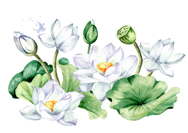 白莲开着绿叶。手绘植物水彩插图孤立的白色背景素材图片