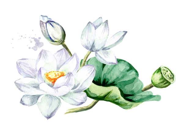 白莲花，绿叶。手绘植物水彩插图孤立的白色背景图片下载
