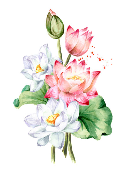 一束美丽的粉红色和白色荷花与绿色的叶子。手绘植物水彩插图，孤立在白色背景图片下载