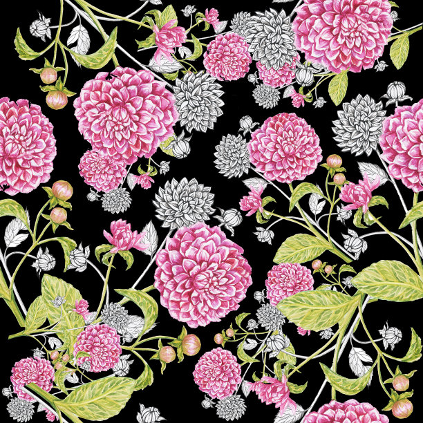 大丽花图案孤立水彩黑色背景图片下载