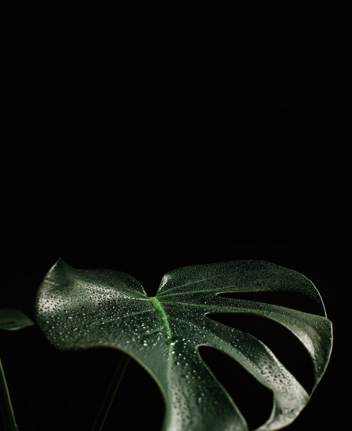 Mostera水滴图片下载