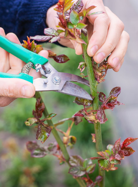 园丁在花园里修剪玫瑰。有选择性的重点。图片下载