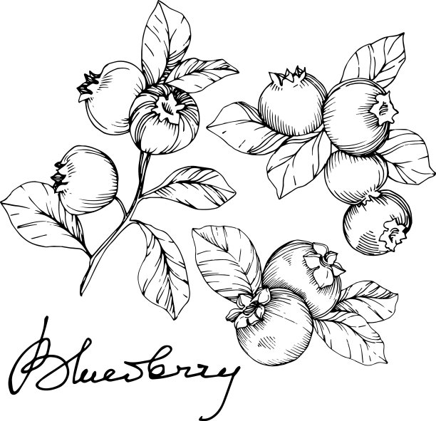 蓝莓黑白雕刻水墨艺术图片下载