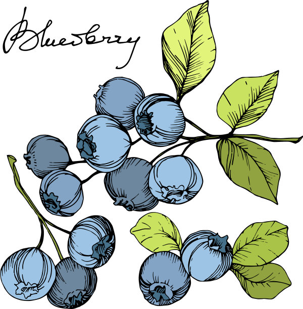 蓝莓绿和蓝刻墨艺术图片下载