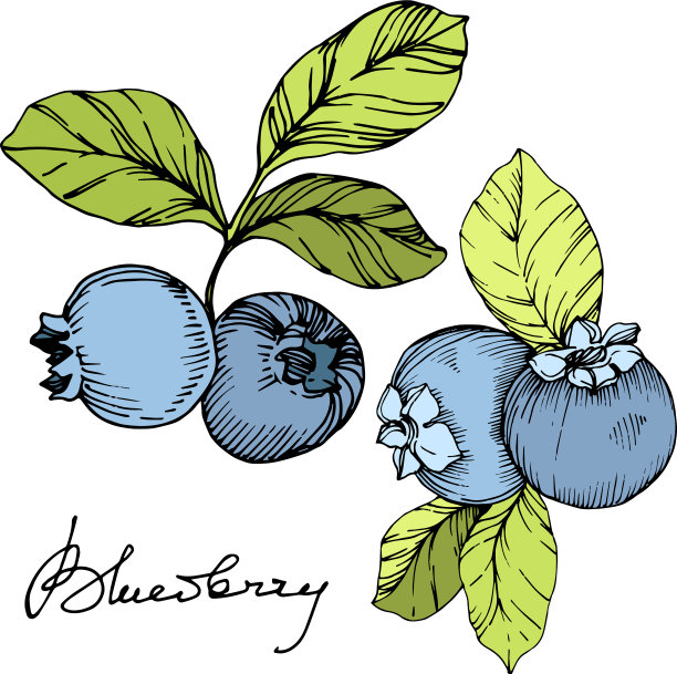 蓝莓绿和蓝刻墨艺术图片下载