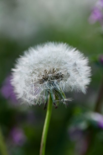 蒲公英祝愿宏图片下载