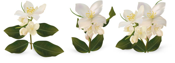 3d逼真的白色茉莉花上白色图片下载
