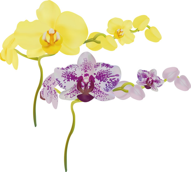 3d现实的兰花在孤立的白色背景图片下载