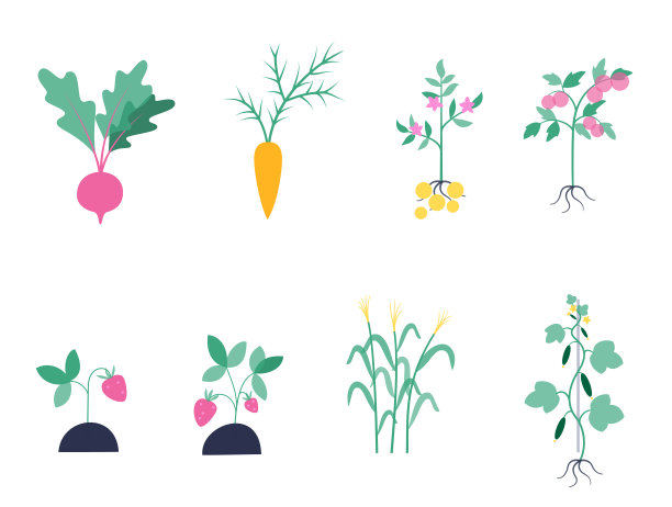 白色背景下的植物特写镜头图片下载