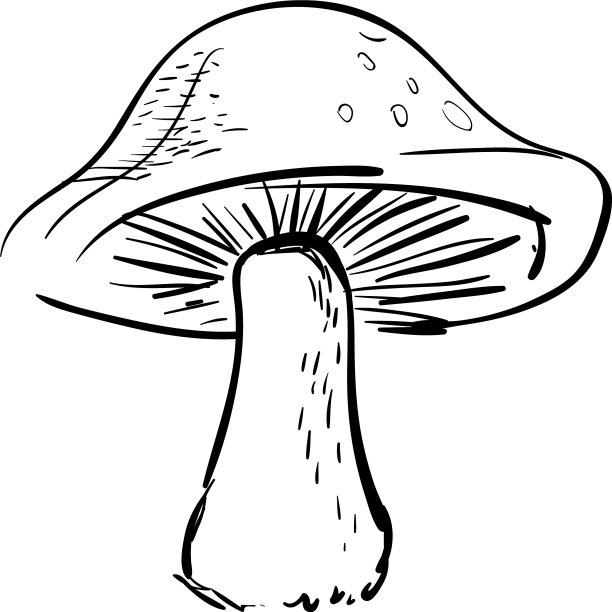 蘑菇绘图在白色的背景图片下载