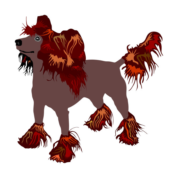 孤立在白色上的中国冠状犬图片下载